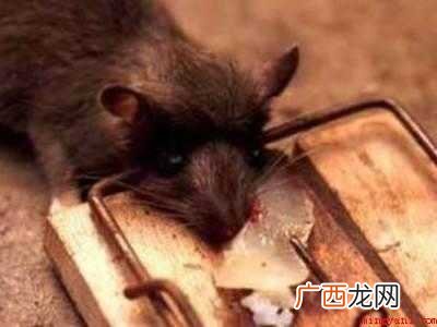 老鼠怎么抓的具体操作步骤 老鼠怎么抓