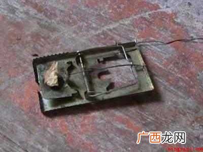 老鼠怎么抓的具体操作步骤 老鼠怎么抓