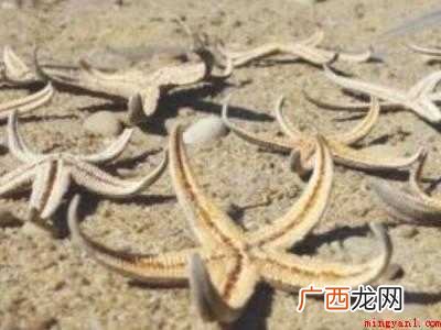 海星怎么晒干保存的具体操作步骤 海星怎么晒干保存
