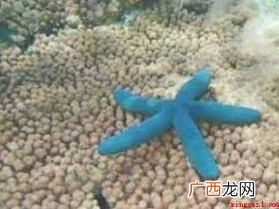 海星怎么晒干保存的具体操作步骤 海星怎么晒干保存
