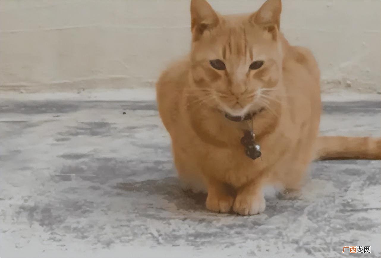 铲屎官太爱猫咪的几个表现 太喜欢小猫咪了怎么办