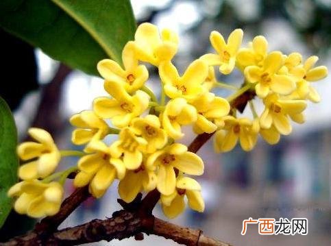 桂花树结的果实能吃吗 桂花树上结的果实有什么用