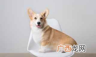 2019年雪宝宝名字大全 狗宝宝取名字大全