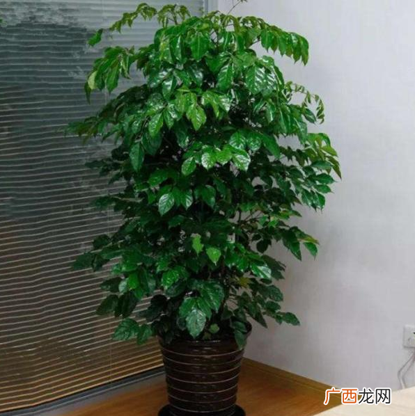 幸福树长得枝繁叶茂的家庭养法 幸福树怎么养护与浇水