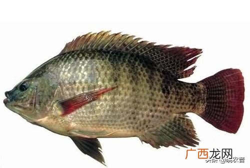 太阳鱼是什么鱼与什么鱼杂交的 太阳鱼是什么鱼类