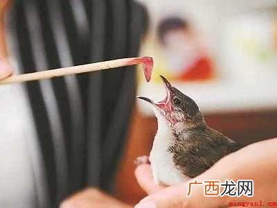 捡到小麻雀怎么处理的具体操作步骤 捡到小麻雀怎么处理