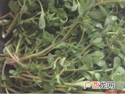 马齿菜怎么保存时间长的具体操作步骤 马齿菜怎么保存时间长