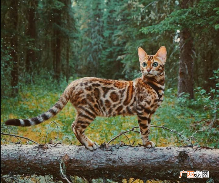 为什么很少人养孟加拉豹猫 孟加拉豹猫养了后悔了
