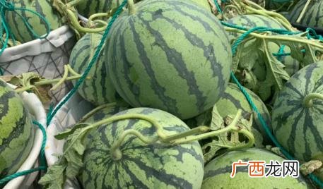 早佳8424和麒麟8424区别 8424西瓜为什么叫8424
