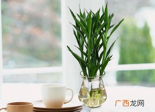 水养富贵竹养几根旺财 富贵竹养1一10支各代表什么意思
