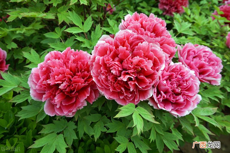 牡丹什么时候开花季节 牡丹什么时候开花