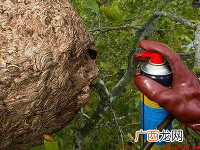 黄蜂窝怎么安全除掉的具体操作步骤 黄蜂窝怎么安全除掉