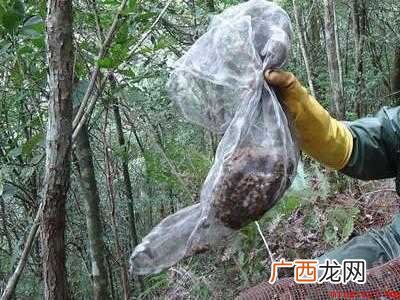 黄蜂窝怎么安全除掉的具体操作步骤 黄蜂窝怎么安全除掉