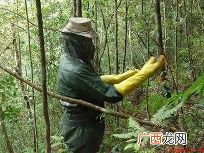 黄蜂窝怎么安全除掉的具体操作步骤 黄蜂窝怎么安全除掉