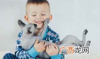 英短蓝猫幼猫的价格是多少 如何挑选英短蓝猫幼猫