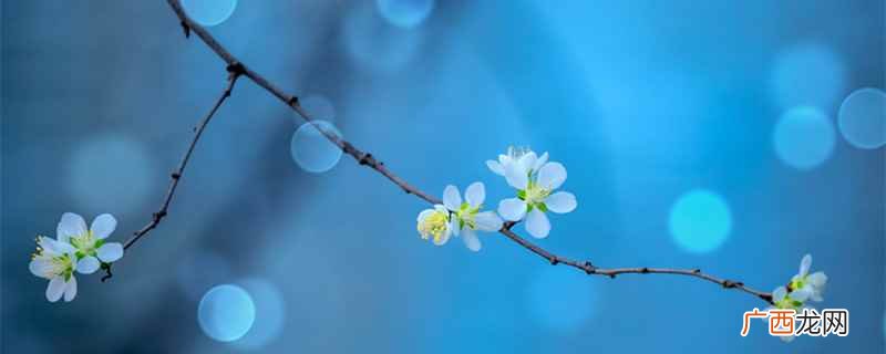 桃花的花语是爱情、珍惜眼前人等 桃花的花语和寓意