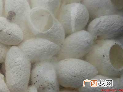 蚕茧长期保存方法的具体操作步骤 蚕茧长期保存方法