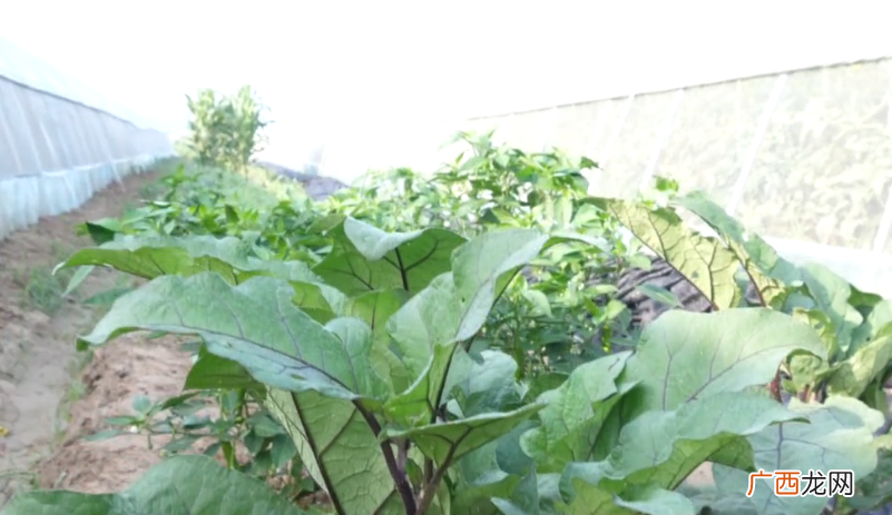 茄子黄叶主杆很好怎么解决产量高 茄子叶子发黄枯萎怎么办