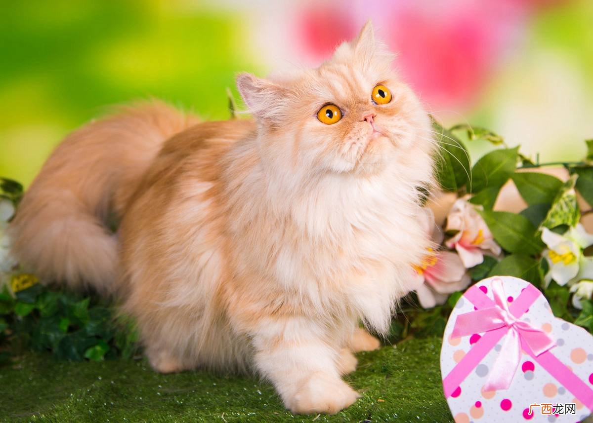 波斯猫价格多少钱一只白色 波斯猫价格多少钱一只