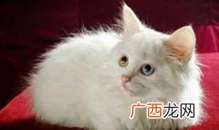 好词:若无其事、突如其来、张牙舞爪、摇摇晃、翩翩地飞、零零落 一只想飞的猫好词好句