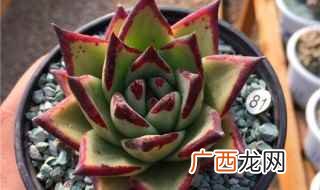 多肉植物夏季养护注意事项 多肉桃蛋怎么养