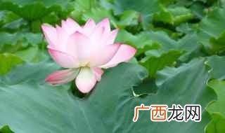 荷叶像什么 荷叶像什么比喻句