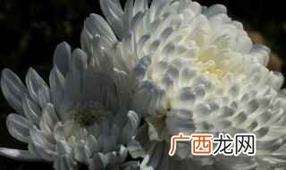 各位亲朋好友、父老乡亲 悼念词老人通用