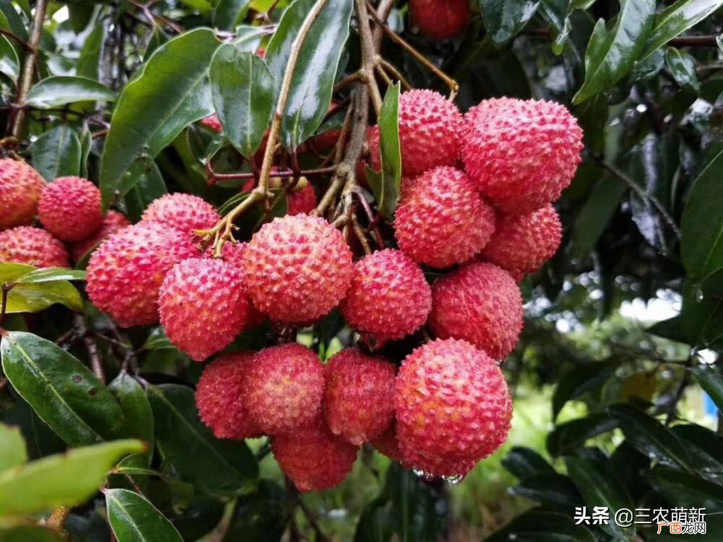 我国出名的5种荔枝品种名称及图片 荔枝品种有哪些