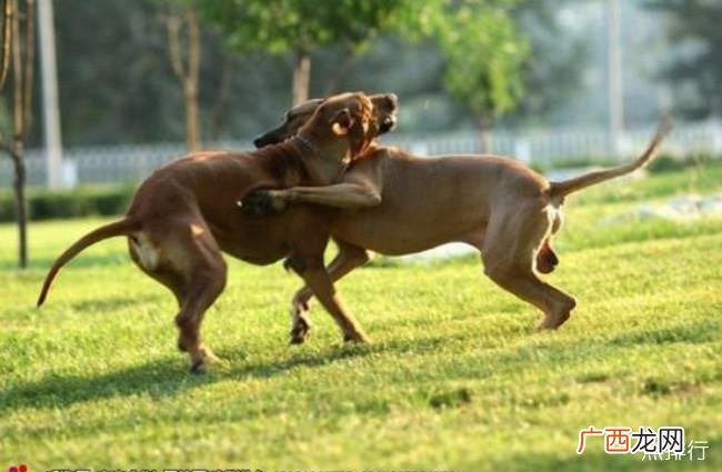 全球最好的猎犬是什么犬种 世界十大猎犬品种排名