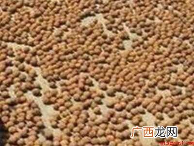 带壳的龙眼怎么晒干的具体操作步骤 带壳的龙眼怎么晒干