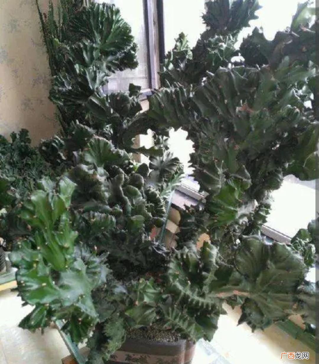 家里3种养不死的绿植盆栽 室内易养的懒人盆栽植物