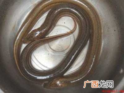 鳝鱼在家怎么杀的具体操作步骤 鳝鱼在家怎么杀