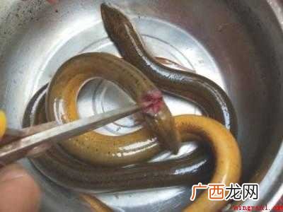 鳝鱼在家怎么杀的具体操作步骤 鳝鱼在家怎么杀