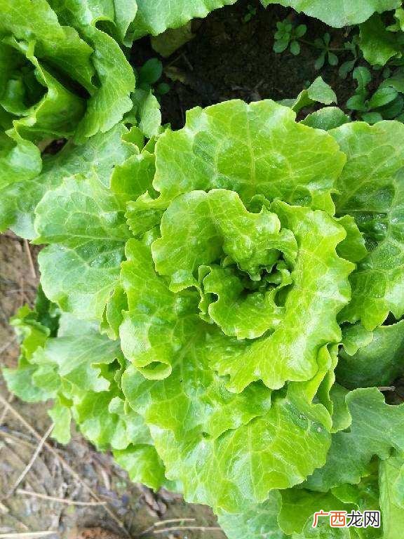好养最快最简5种蔬菜推荐 春天种什么菜蔬菜最合适
