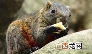 红腹松鼠算不算保护动物 赤腹松鼠是几级保护动物