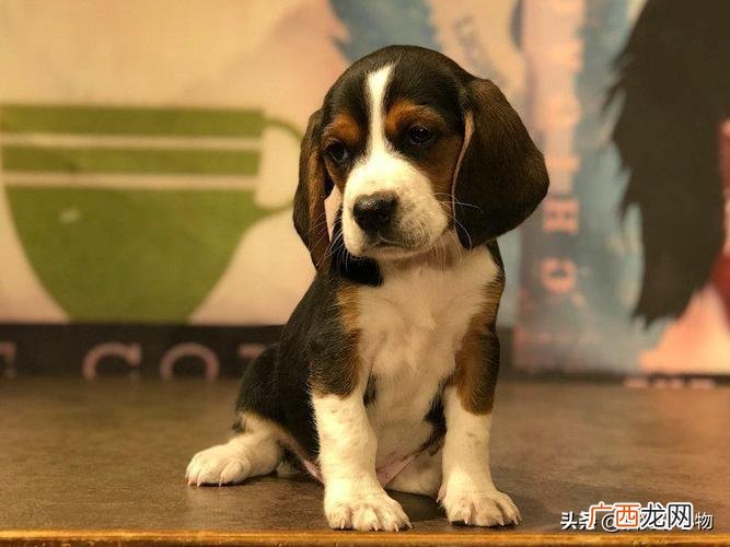5分钟带你了解比格犬的优缺点 比格犬优点和缺点分析
