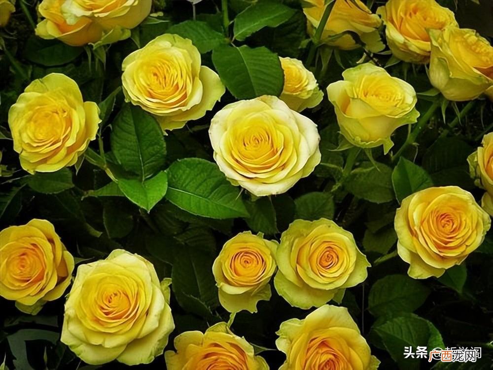 一般黄玫瑰适合送什么人 黄玫瑰花的花语和象征意义