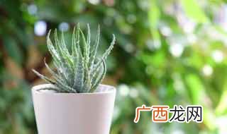 养芦荟最好选排水性好、透气性好且蓄肥能力强的土壤 芦荟花怎么养