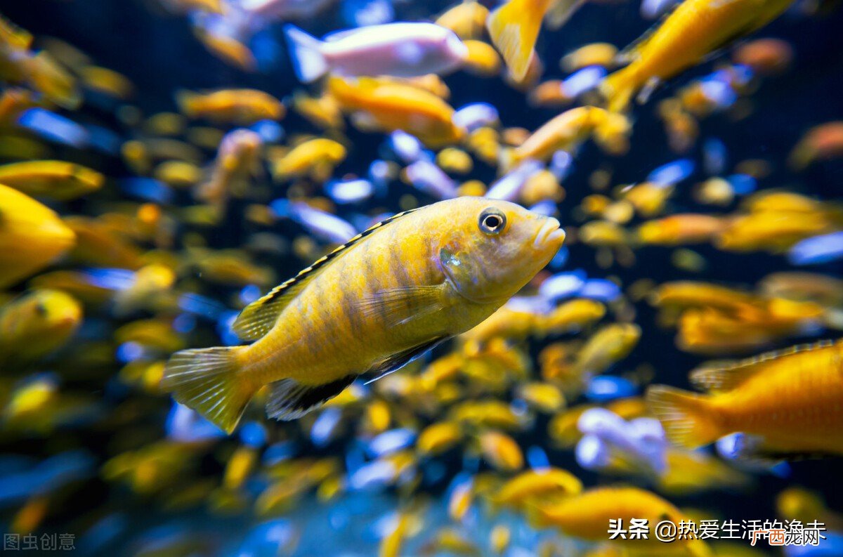 鱼缸里面的水特别黄怎么解决 鱼缸水变黄了怎样处理