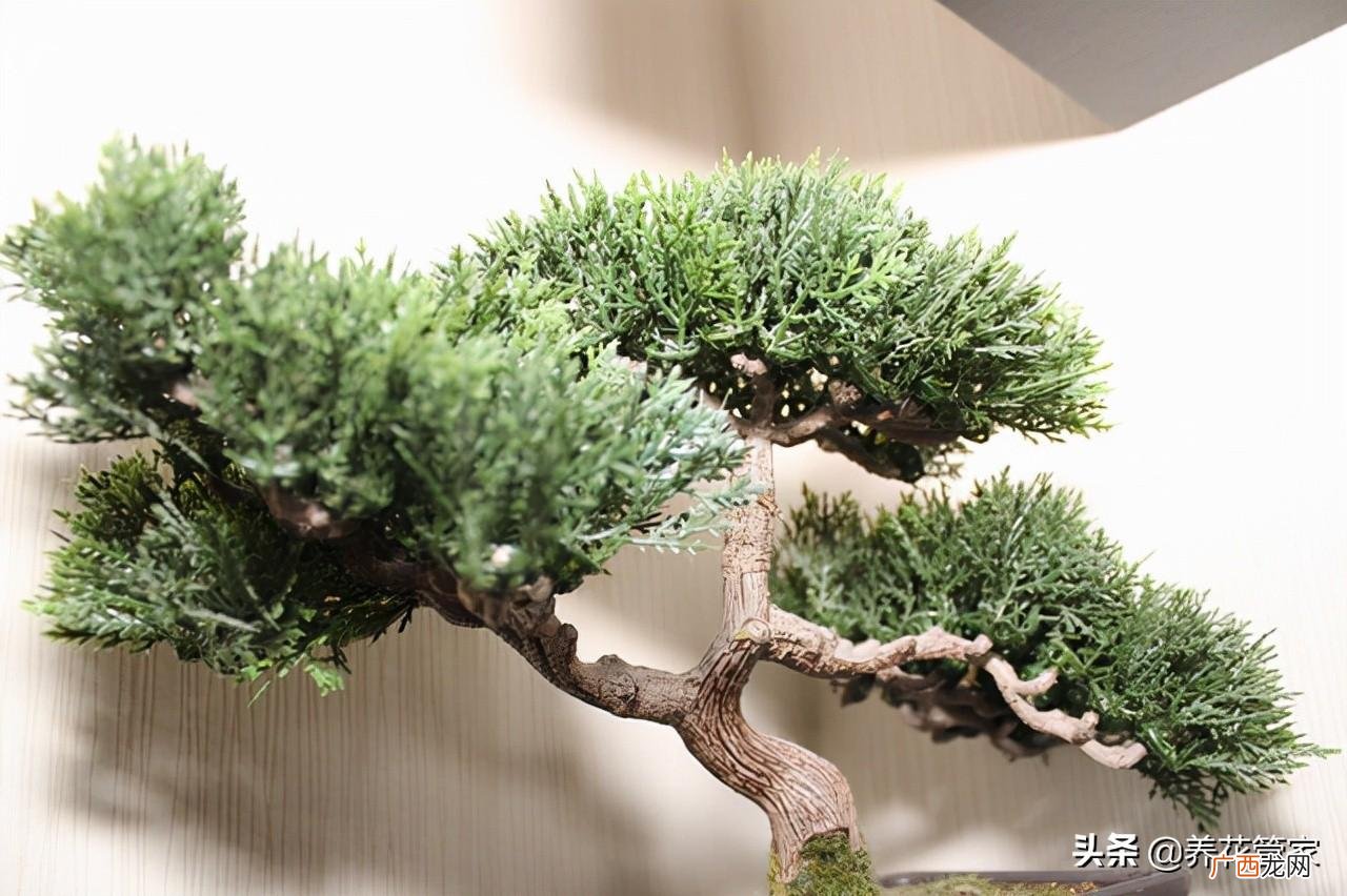 值钱又好看的九大盆景树种 什么盆景树种最名贵又好养