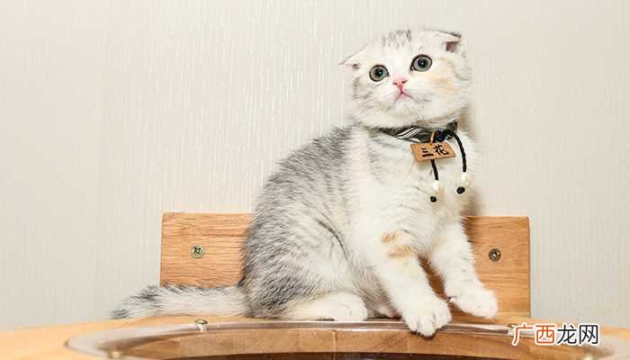 美国短毛猫是怎么发展来的美国最早的家猫 美国短耳猫特点