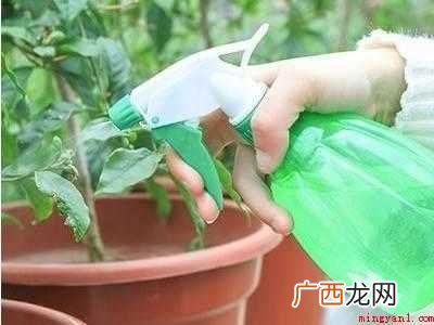 像灰尘的小白虫怎么消灭