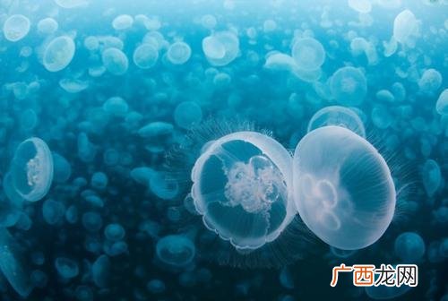 水母以后会进化出大脑和心脏等器官吗 水母有心脏吗