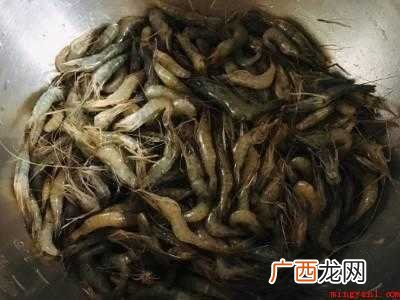 河虾怎么做好吃又简单的具体操作步骤 河虾怎么做好吃又简单