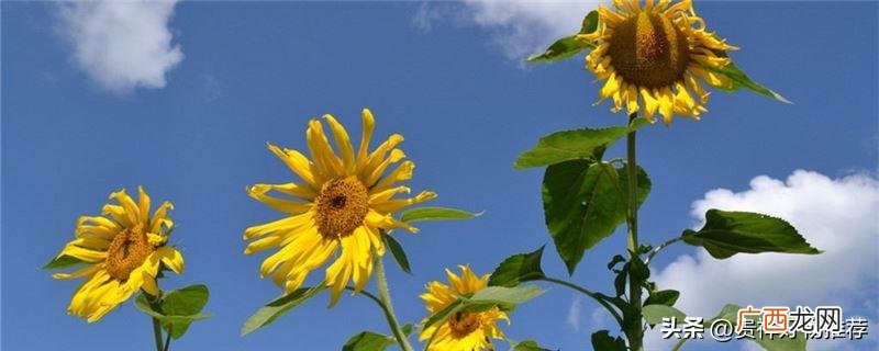 什么花的花语是一辈子的朋友 象征友情的鲜花