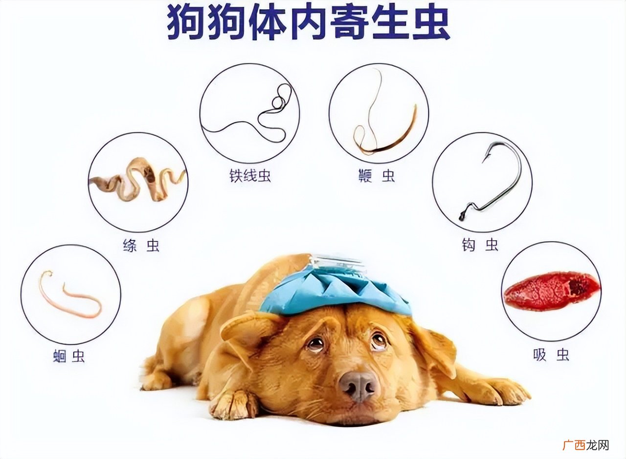 宠物犬体内驱虫时应该注意什么 狗狗驱虫多久一次