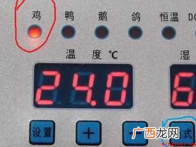 怎么孵鸡蛋的具体操作步骤 怎么孵鸡蛋
