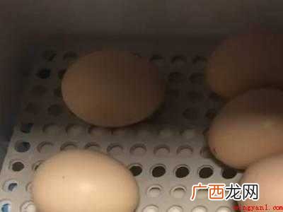 怎么孵鸡蛋的具体操作步骤 怎么孵鸡蛋
