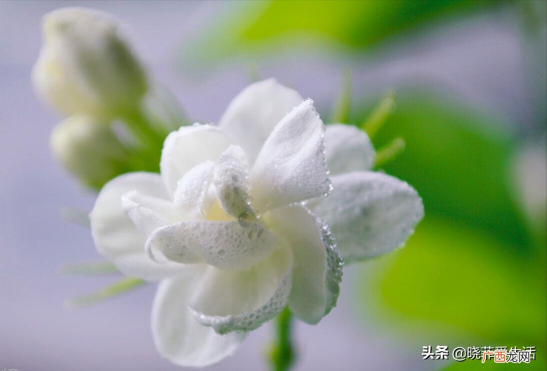 茉莉花风水禁忌:为什么茉莉花不能养在卧室