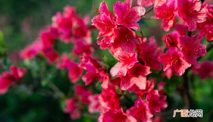 朱槿、杜鹃花、玫瑰、月季等 一年四季都盛开的花是什么花